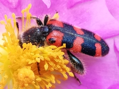 Trichodes leucopsideus