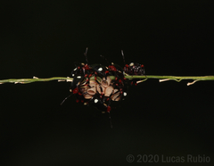 Chinavia erythrocnemis