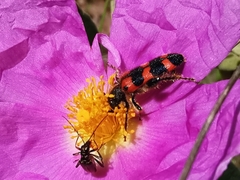 Trichodes leucopsideus