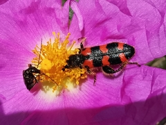 Trichodes leucopsideus