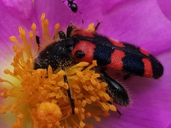 Trichodes leucopsideus