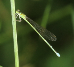 Enallagma exsulans