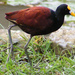 Northern Jacana - Photo (c) Juan Jose Montero Rodriguez, some rights reserved (CC BY-NC-SA)