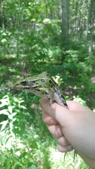 Lithobates kauffeldi