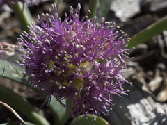 Allium platycaule