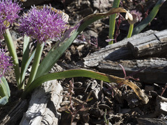 Allium platycaule