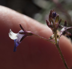 Collinsia torreyi wrightii