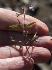 Collinsia torreyi wrightii