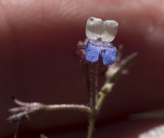 Collinsia torreyi wrightii