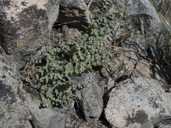 Galium grayanum