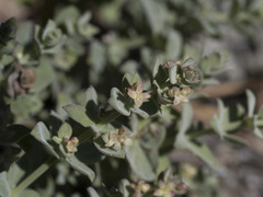 Galium grayanum