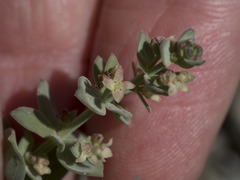 Galium grayanum