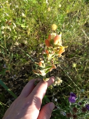 Castilleja indivisa
