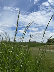 Thinopyrum intermedium intermedium