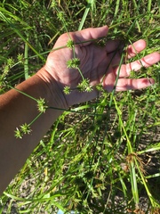 Juncus polycephalus