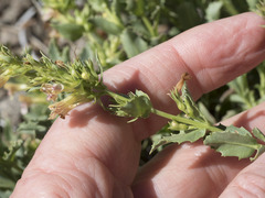 Penstemon deustus