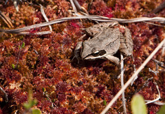 Lithobates sylvaticus image