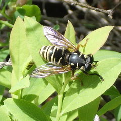 Temnostoma excentrica