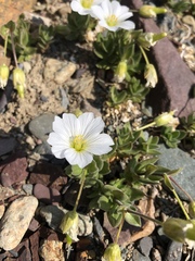 Cerastium lithospermifolium