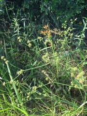 Juncus polycephalus