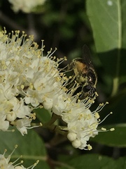 Blera badia