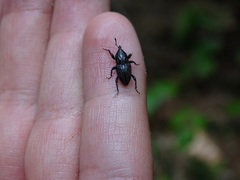Sphenophorus zeae