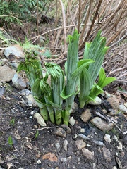 Veratrum viride eschscholtzianum