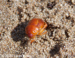 Scaptocoris castaneus