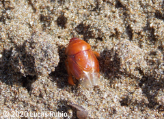Scaptocoris castaneus