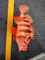 Sebastes nigrocinctus