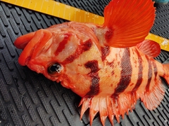 Sebastes nigrocinctus