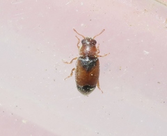 Heterhelus