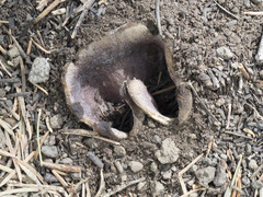 Sarcosphaera coronaria