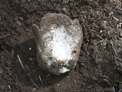 Sarcosphaera coronaria