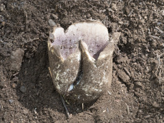 Sarcosphaera coronaria