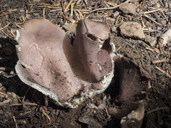 Sarcosphaera coronaria