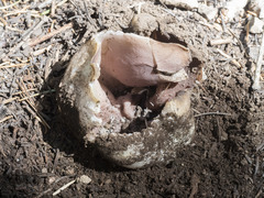 Sarcosphaera coronaria