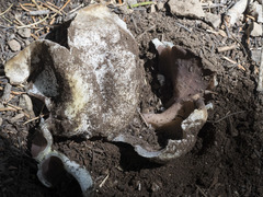 Sarcosphaera coronaria