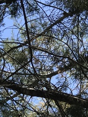 Cupressus abramsiana