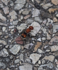 Pseudomethoca oceola