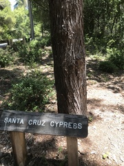 Cupressus abramsiana