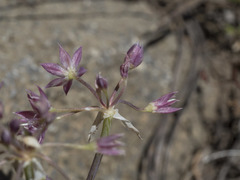 Allium campanulatum