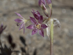 Allium campanulatum