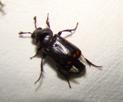 Nicrophorus pustulatus