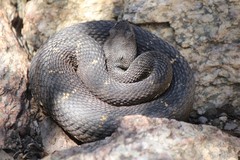 Crotalus cerberus