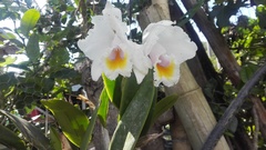 Cattleya quadricolor