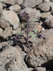Phacelia racemosa