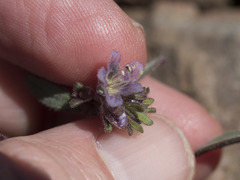 Phacelia racemosa