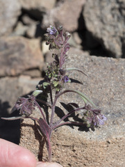 Phacelia racemosa