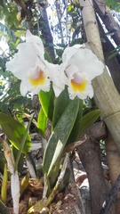 Cattleya quadricolor